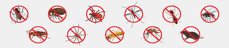 Dedetizadora em Perus